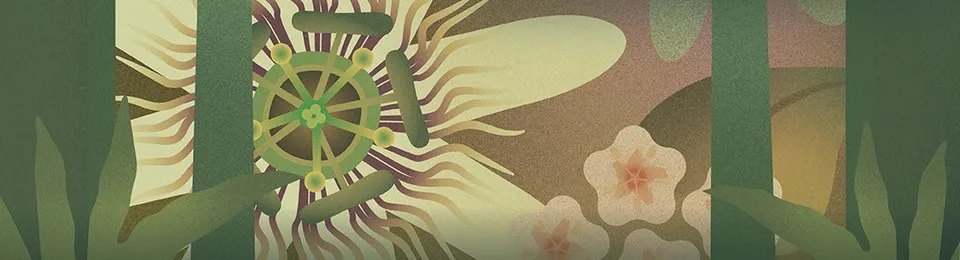 Passionflower detail from the Long Winter 15.1 poster by Erin Clark